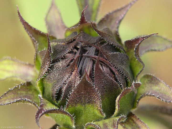 Photo macro fleur Tournesol (Helianthus annuus)