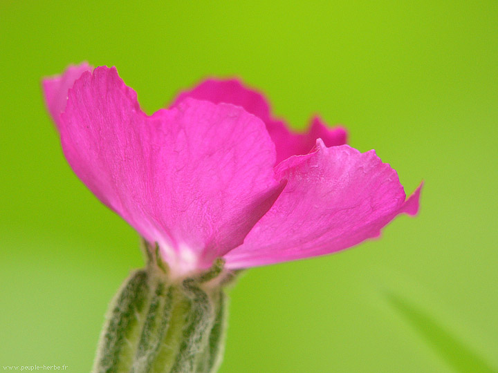 Photo macro fleur Coquelourde (Lychnis coronaria)