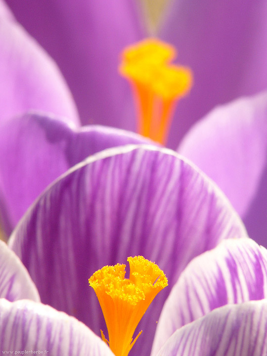 Photo macro fleur Crocus printanier (Crocus vernus)