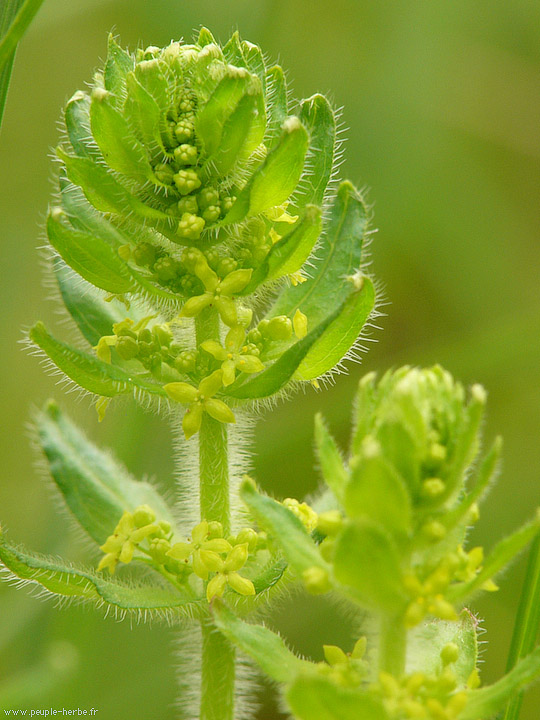 Photo macro fleur Gaillet croisette (Galium cruciata)