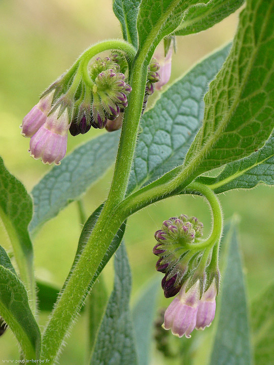 Photo macro fleur Consoude de Russie (Symphytum x uplandicum)