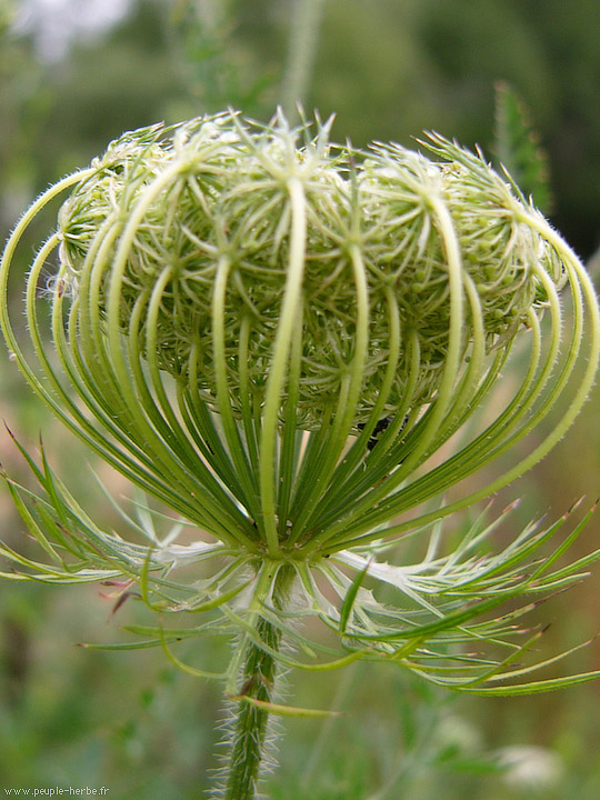 Photo macro fleur Apiacée (Apiaceae)