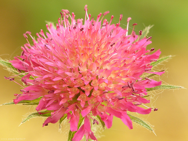 Photo macro fleur Knautie de Macédoine (Knautia macedonica)