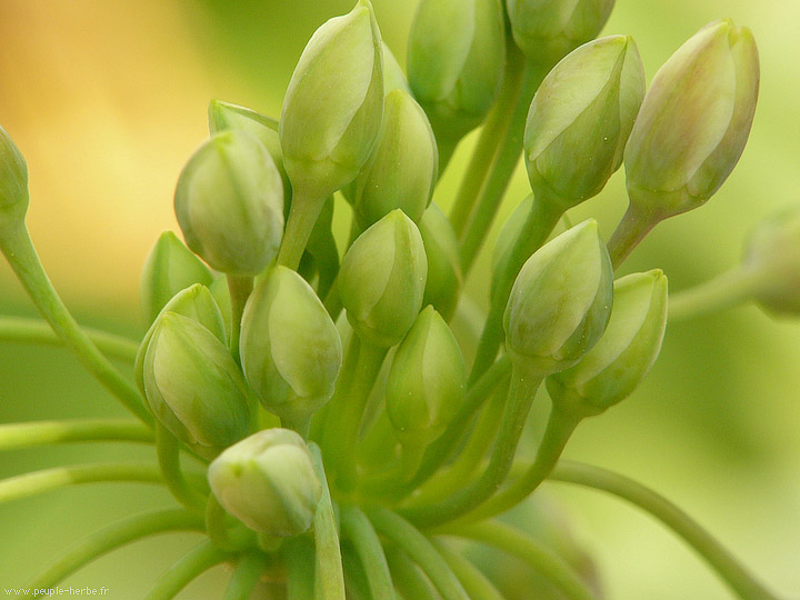 Photo macro fleur Ail de Bulgarie (Allium bulgaricum)