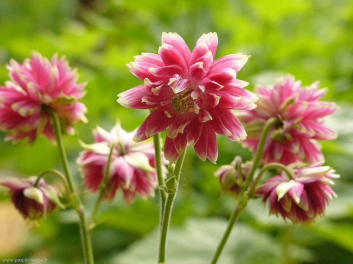 Photo macro fleur Ancolie double 'Nora Barlow' (Aquilegia vulgaris 'Nora Barlow')