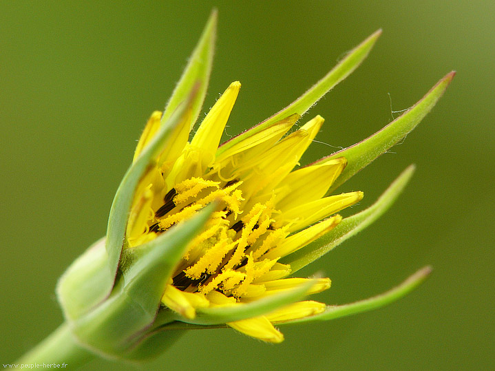 Photo macro fleur Salsifis sauvage (Tragopogon pratensis)