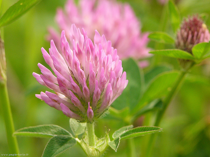 Photo macro fleur Trèfle des prés (Trifolium pratense)