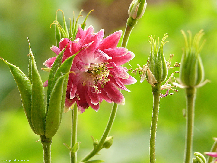 Photo macro fleur Ancolie double 'Nora Barlow' (Aquilegia vulgaris 'Nora Barlow')