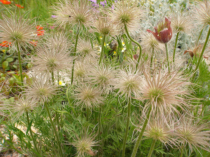 Photo fleur Anémone pulsatille (Pulsatilla vulgaris)