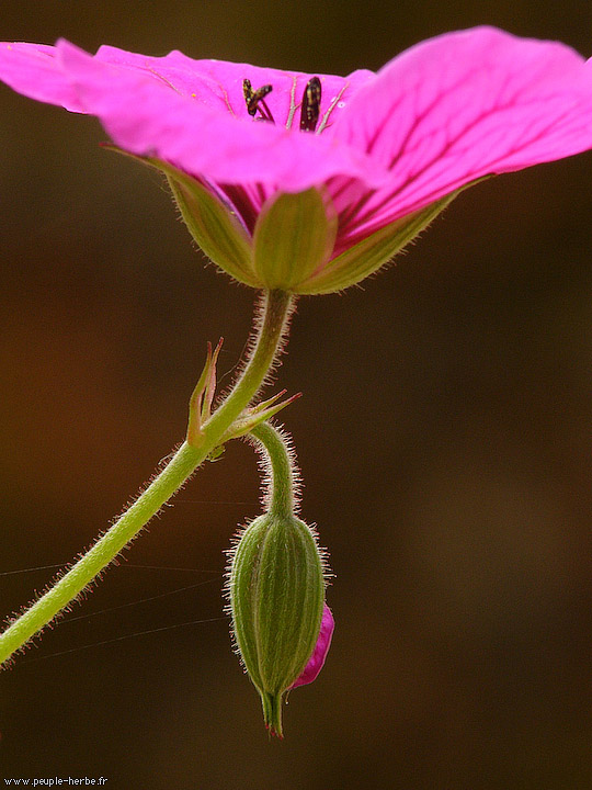 Photo macro fleur Géranium 'Russell Pritchard' (Geranium riversleaianum ‘Russell Pritchard’)