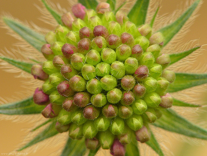 Photo macro fleur Knautie de Macédoine (Knautia macedonica)