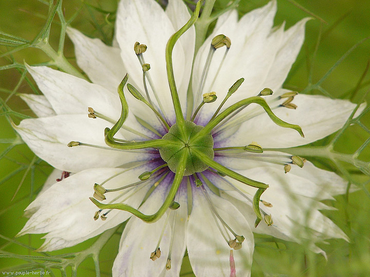 Photo macro fleur Nigelle de Damas (Nigella damascena)