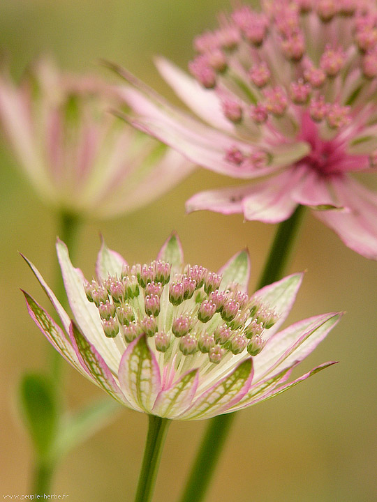 Photo macro fleur Astrance 'Roma' (Astrantia major 'Roma')