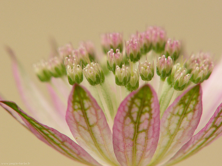 Photo macro fleur Astrance 'Roma' (Astrantia major 'Roma')