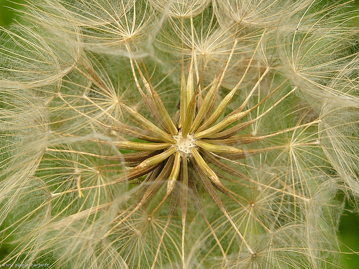 Photo macro fleur Salsifis sauvage (Tragopogon pratensis)