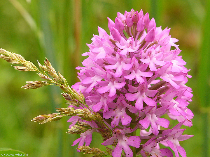 Photo macro fleur Orchis pyramidal (Anacamptis pyramidalis)