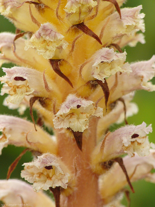 Photo macro fleur Orobanche du trèfle (Orobanche minor)