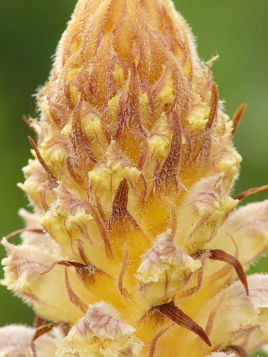 Photo macro fleur Orobanche du trèfle (Orobanche minor)