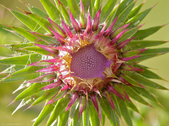 Photo macro Fleur de chardon