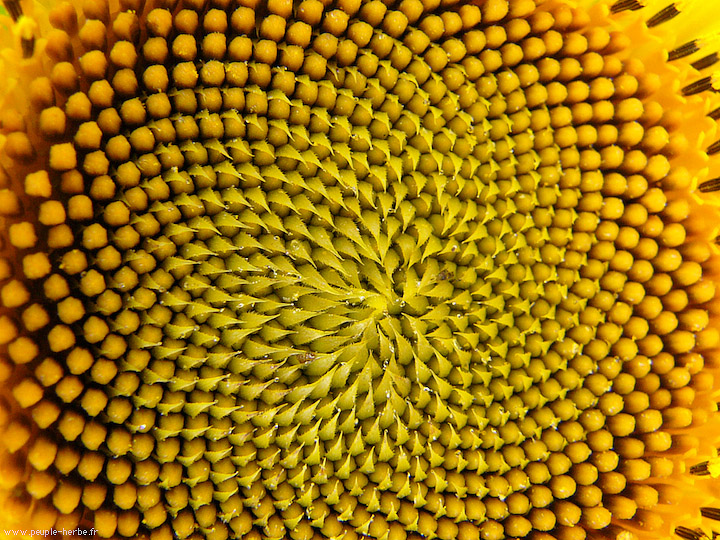 Photo macro fleur Tournesol (Helianthus annuus)