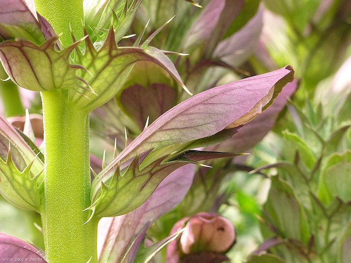 Photo macro fleur Acanthe épineuse (Acanthus spinosus)