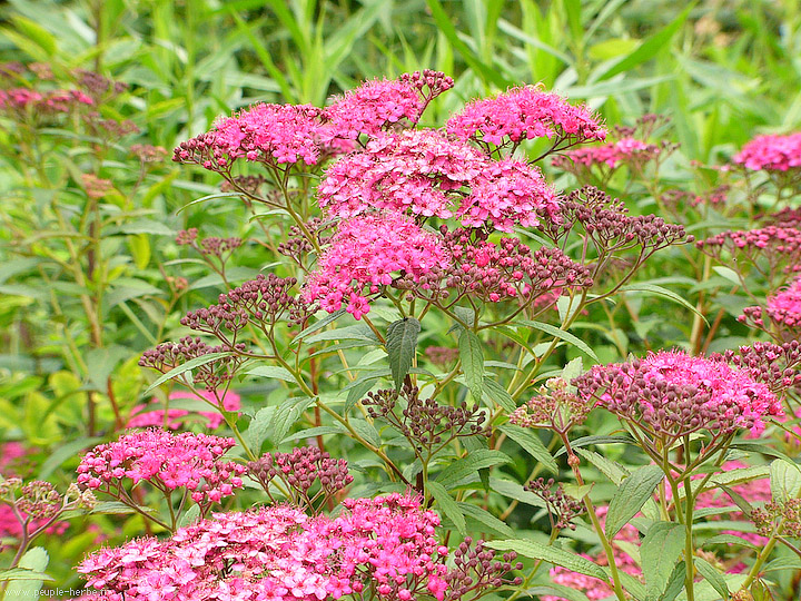 Photo fleur Spirée japonaise 'Anthony Waterer' (Spiraea japonica 'Anthony Waterer')