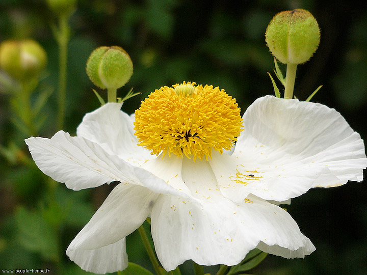 Photo macro Fleur