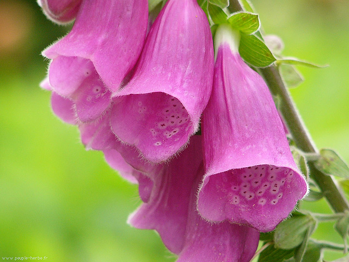 Photo macro fleur Digitale pourpre (Digitalis purpurea)