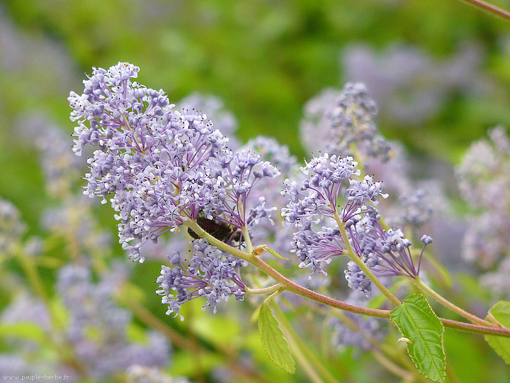 Photo macro Céanothe 'Gloire de Versailles' (Ceanothus x delilianus 'Gloire de Versailles')