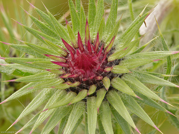 Photo macro Fleur de chardon