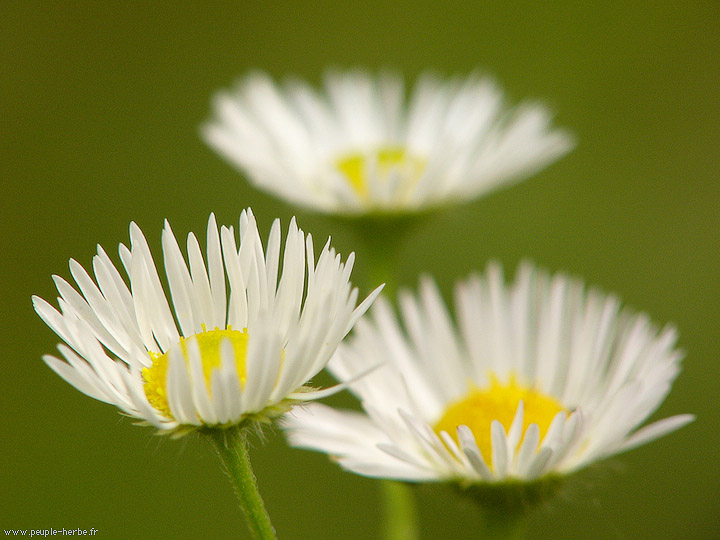 Photo macro fleur Vergerette (Erigeron)