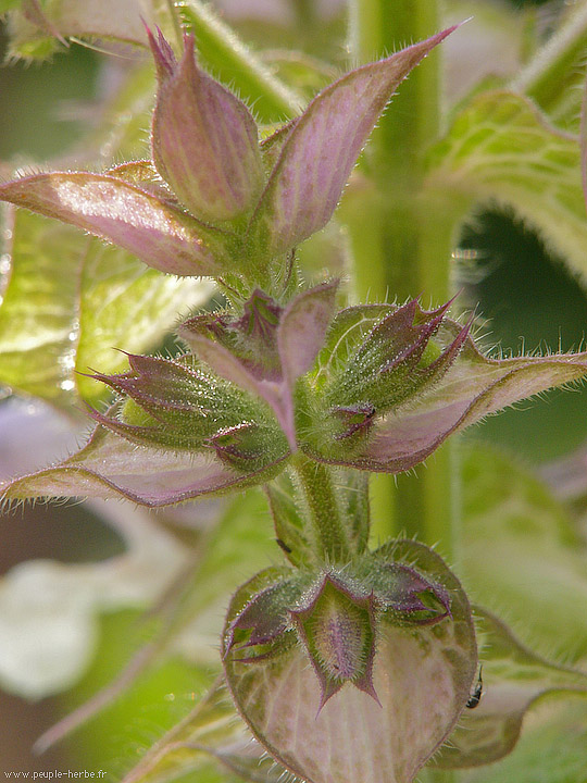 Photo macro fleur Sauge sclarée (Salvia sclarea)