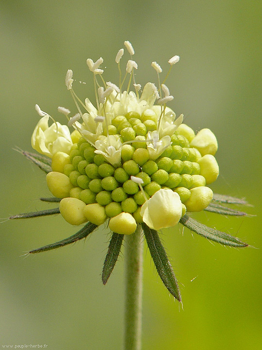 Photo macro fleur Scabieuse
