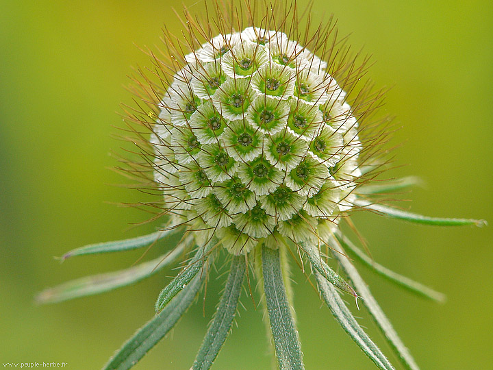 Photo macro fleur Scabieuse
