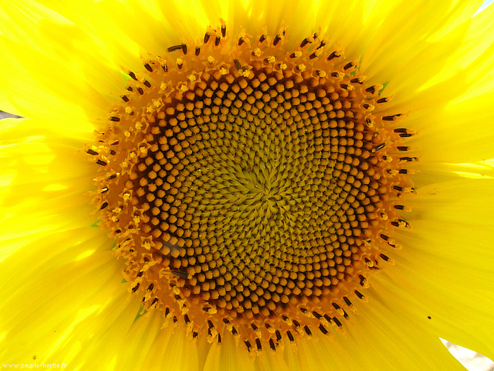 Photo macro fleur Tournesol (Helianthus annuus)