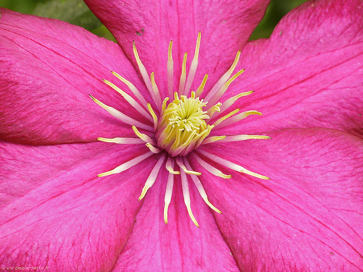 Photo macro fleur Clématite