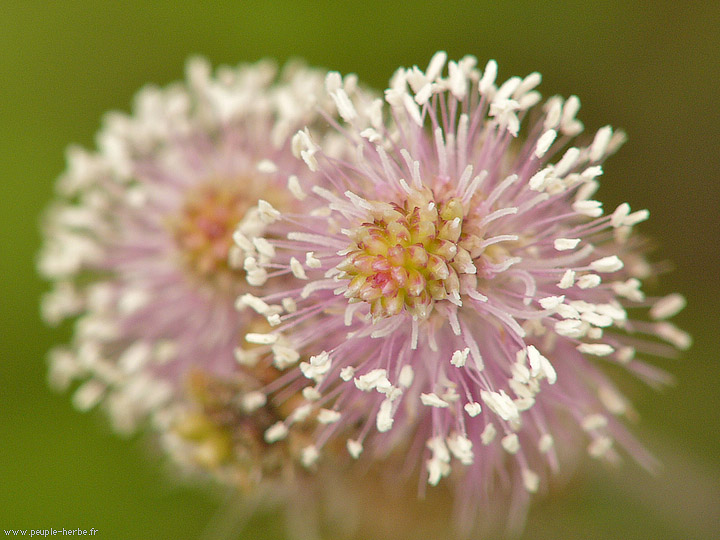 Photo macro Fleur