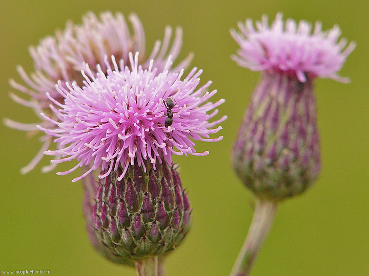 Photo macro fleur Chardon