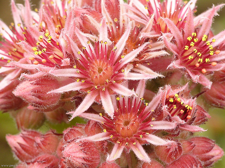 Photo macro fleur Joubarde (Sempervivum sp.)