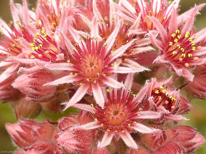 Photo macro fleur Joubarde (Sempervivum sp.)