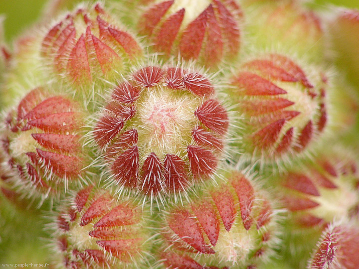 Photo macro fleur Joubarde (Sempervivum sp.)