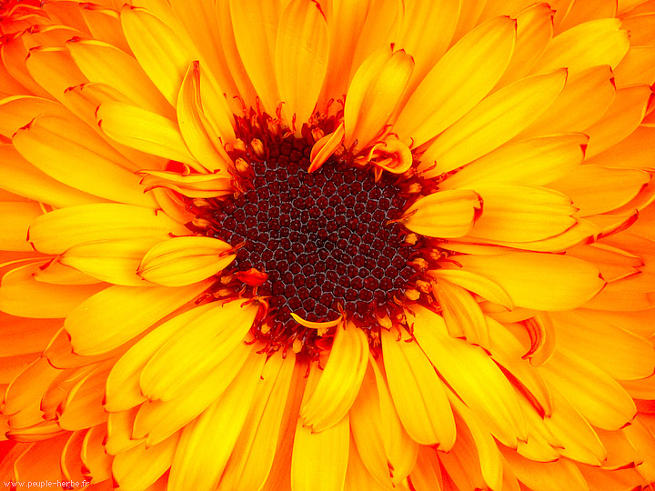 Photo macro fleur Souci 'Ball orange' (Calendula officinalis 'Ball orange')