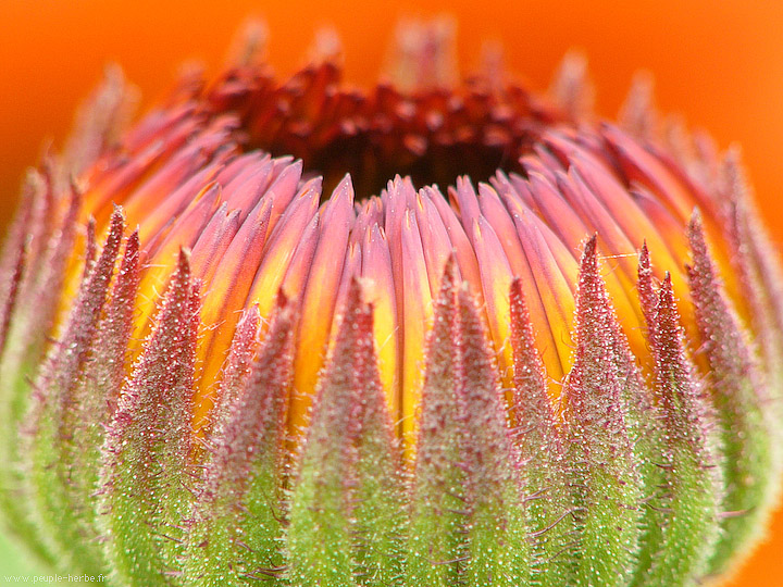 Photo macro fleur Souci 'Ball orange' (Calendula officinalis 'Ball orange')