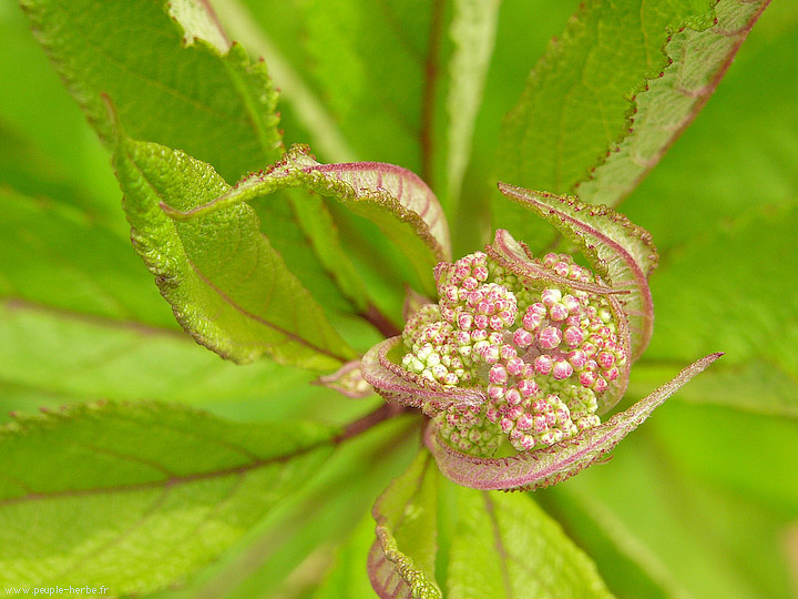 Photo macro fleur Eupatoire maculée 'Riesenschirm' (Eupatorium maculatum 'Riesenschirm')