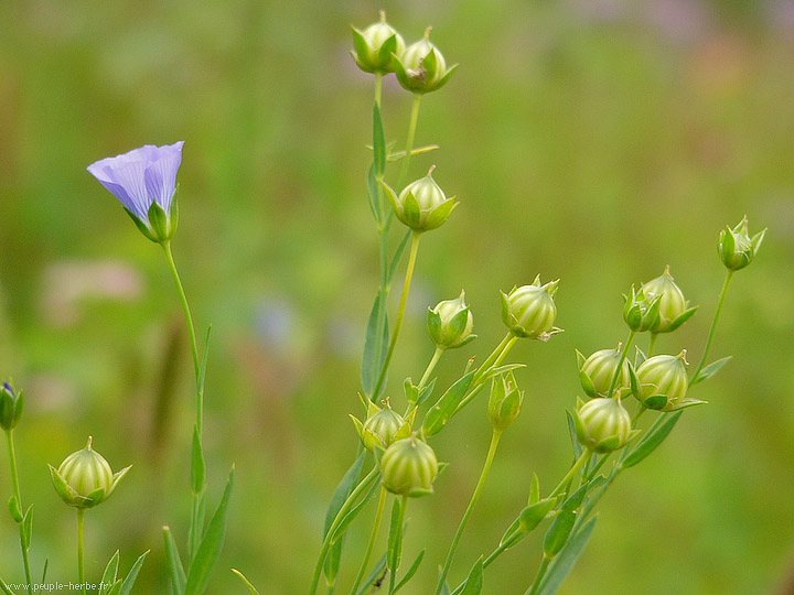 Photo macro fleur Lin (Linum sp.)