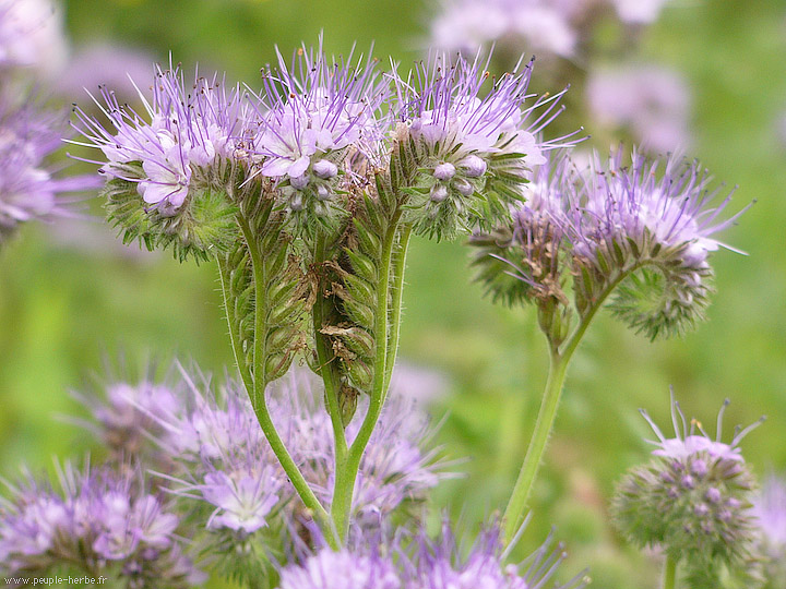 Photo macro fleur Phacélie à feuilles de tanaisie (Phacelia tanacetifolia)