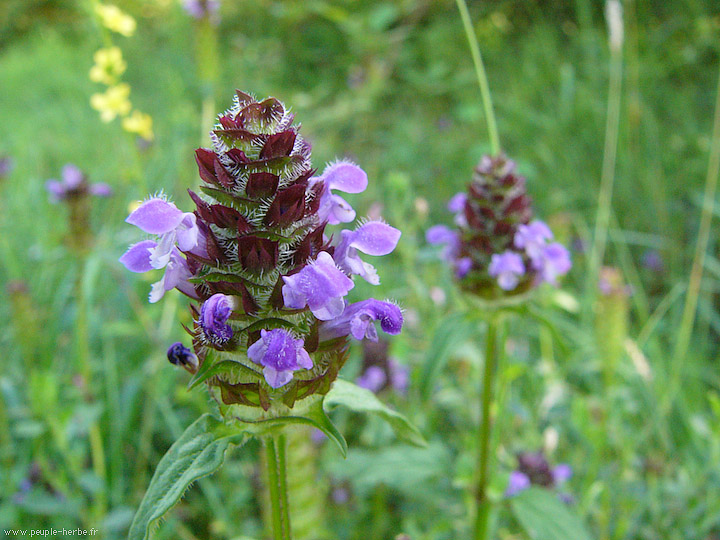 Photo macro fleur Brunelle commune (Prunella vulgaris)