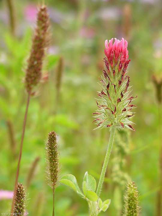 Photo macro fleur Trèfle incarnat (Trifolium incarnatum)