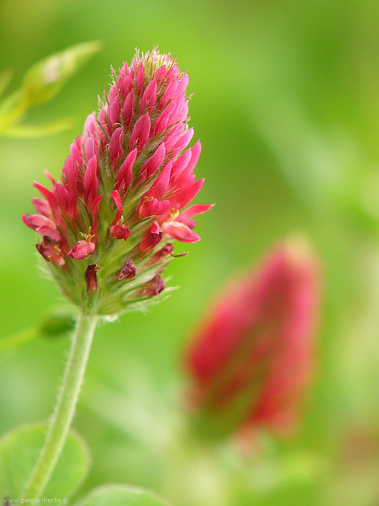 Photo macro fleur Trèfle incarnat (Trifolium incarnatum)