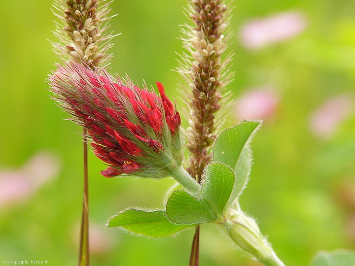 Photo macro fleur Trèfle incarnat (Trifolium incarnatum)